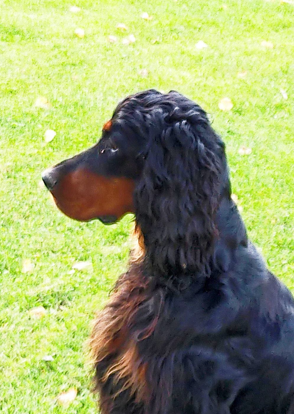 Phyve Des brumes de la prée