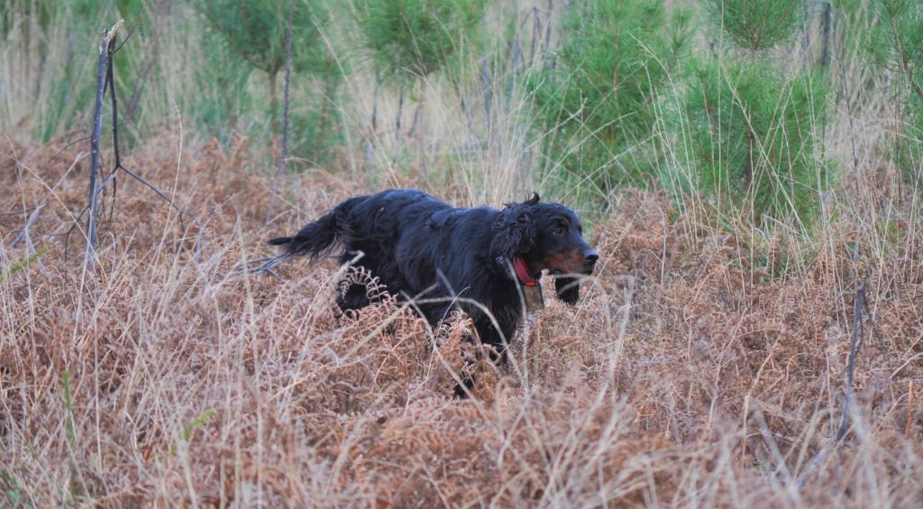 Des brumes de la prée - Chana: Dernier jour de chasse pour la saison 2018/2019