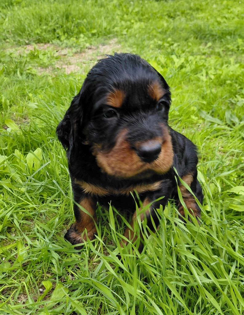 Des brumes de la prée - Chiots disponibles - Setter Gordon