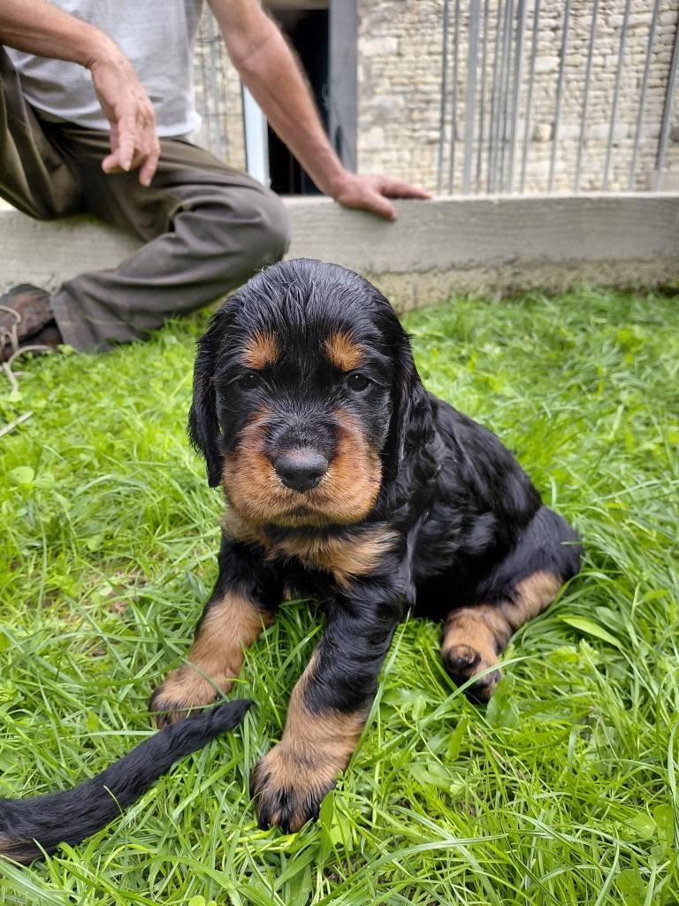 Des brumes de la prée - Chiots disponibles - Setter Gordon