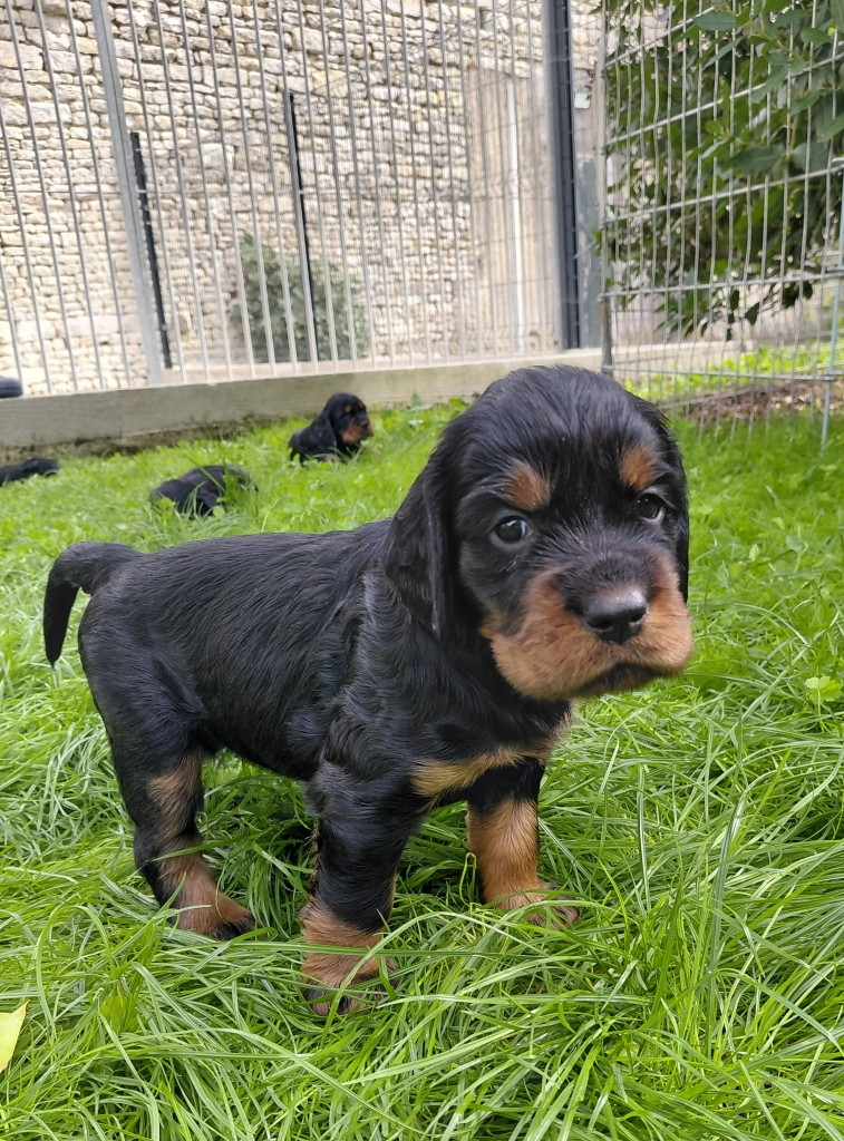 Des brumes de la prée - Chiots disponibles - Setter Gordon